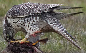 Gyrfalcon