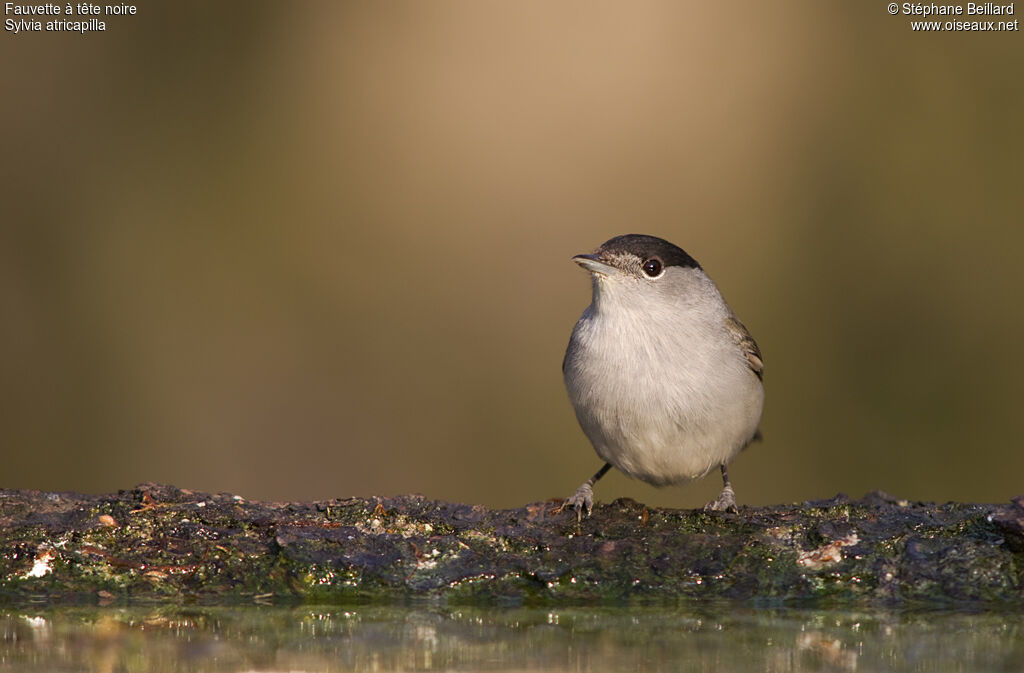 Eurasian Blackcap male adult