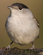 Eurasian Blackcap