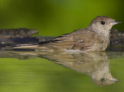 Eurasian Blackcap