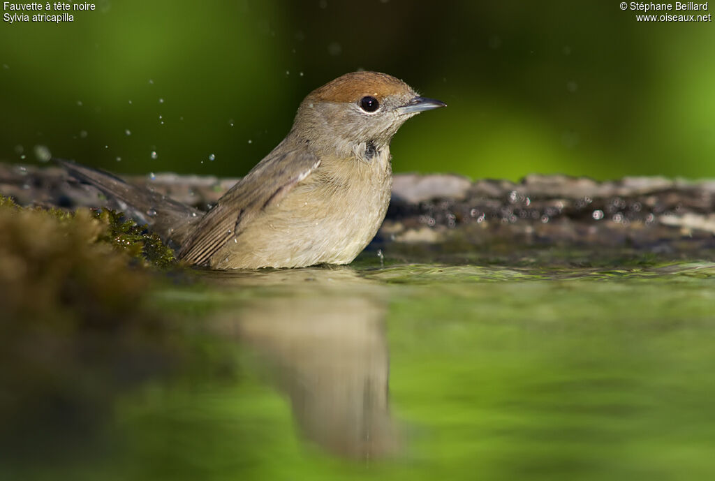 Eurasian Blackcap female adult