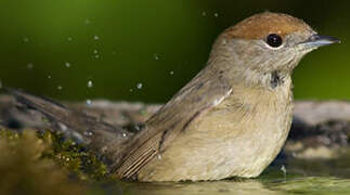 Eurasian Blackcap