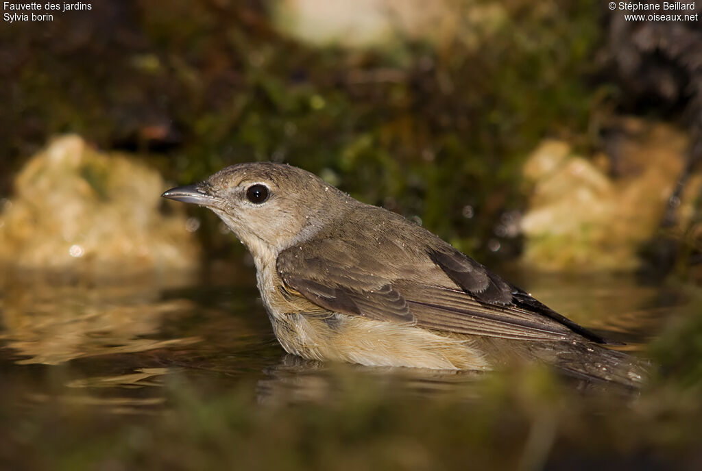 Garden Warbler