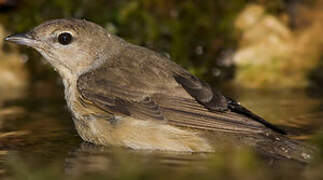 Garden Warbler