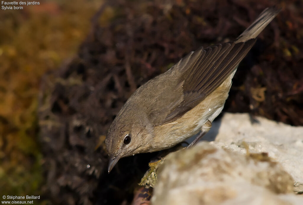 Garden Warbler