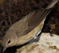 Garden Warbler