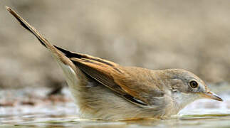 Common Whitethroat