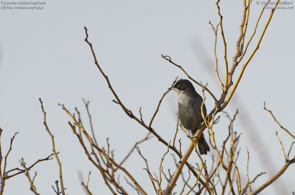 Sardinian Warbler male adult breeding