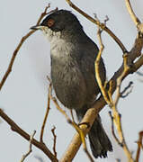 Sardinian Warbler