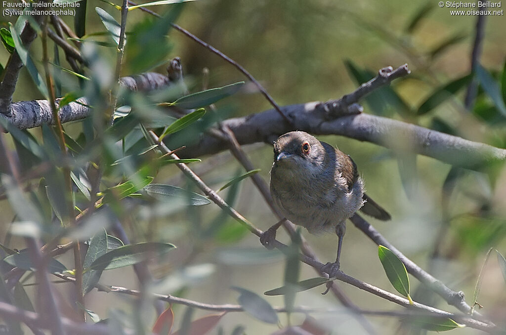 Sardinian Warbler female adult breeding