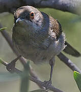 Sardinian Warbler