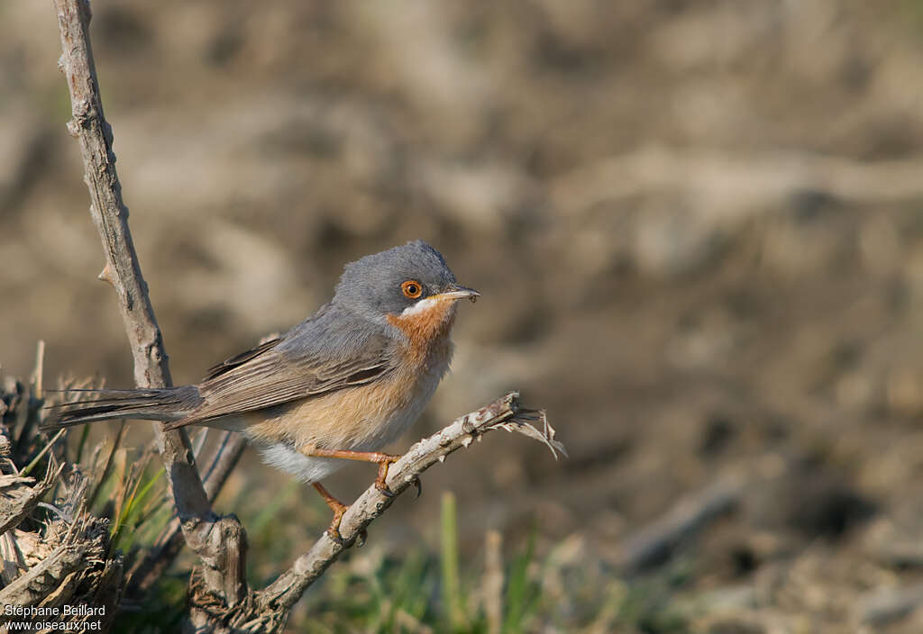 Subalpine Warbleradult