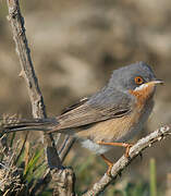 Subalpine Warbler