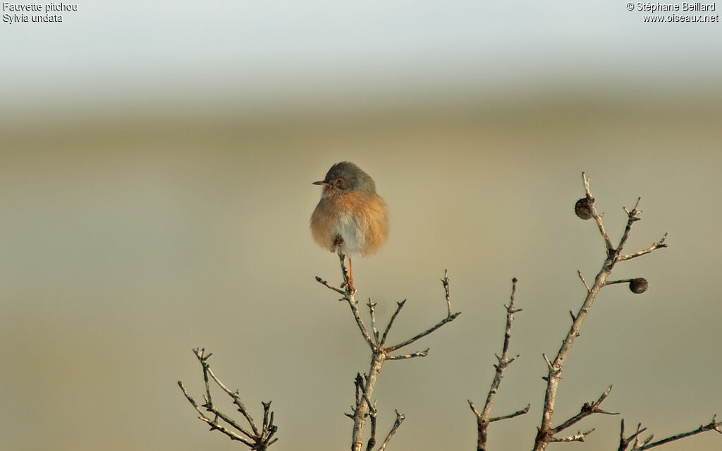 Dartford Warbler