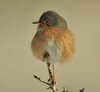 Dartford Warbler