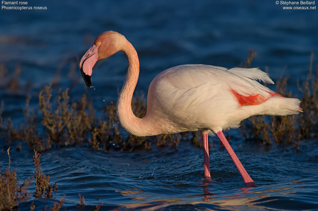 Flamant rose