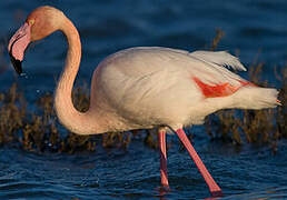 Flamant rose