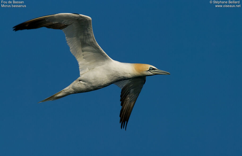 Northern Gannetadult