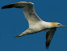 Northern Gannet