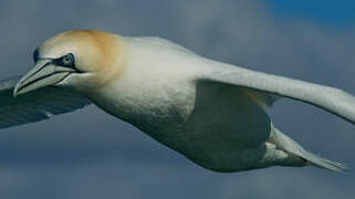 Northern Gannet