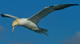 Northern Gannet