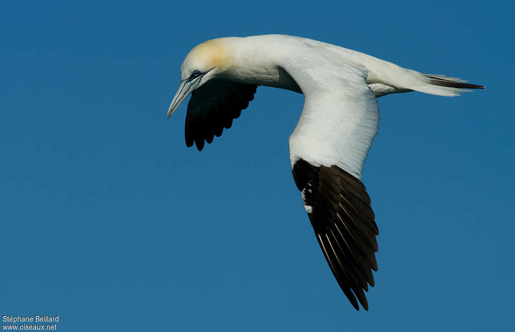 Northern Gannetadult, identification