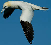 Northern Gannet