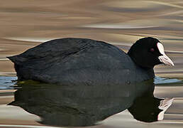 Eurasian Coot