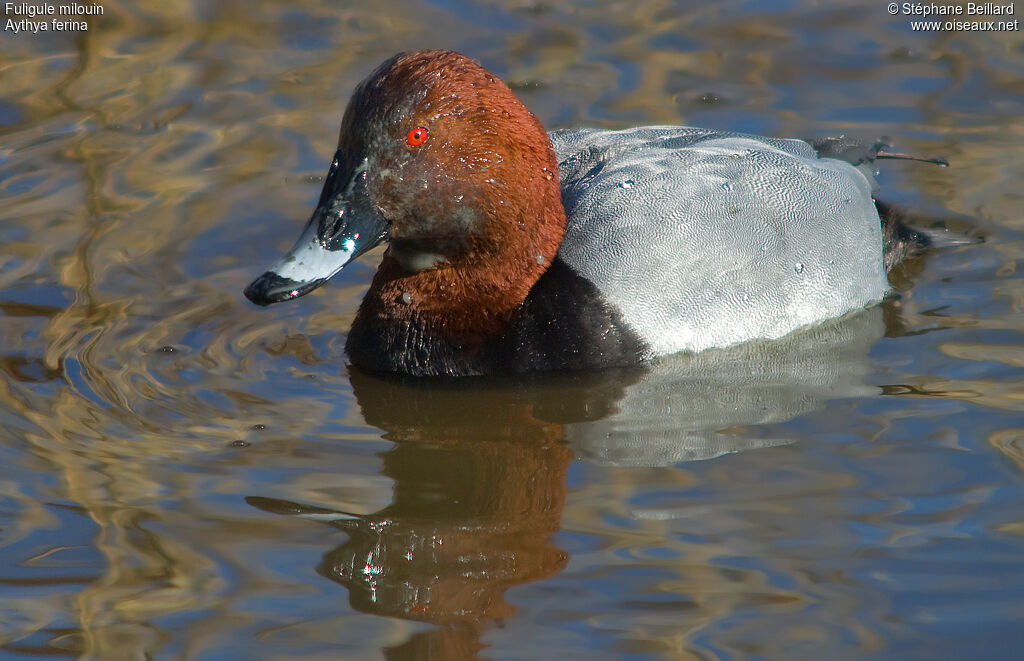 Common Pochard male adult