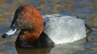 Common Pochard