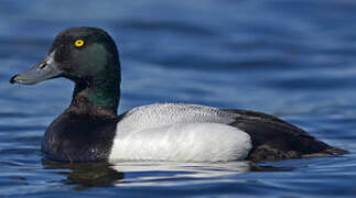 Greater Scaup