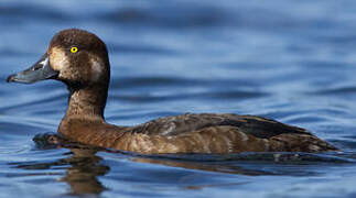 Greater Scaup