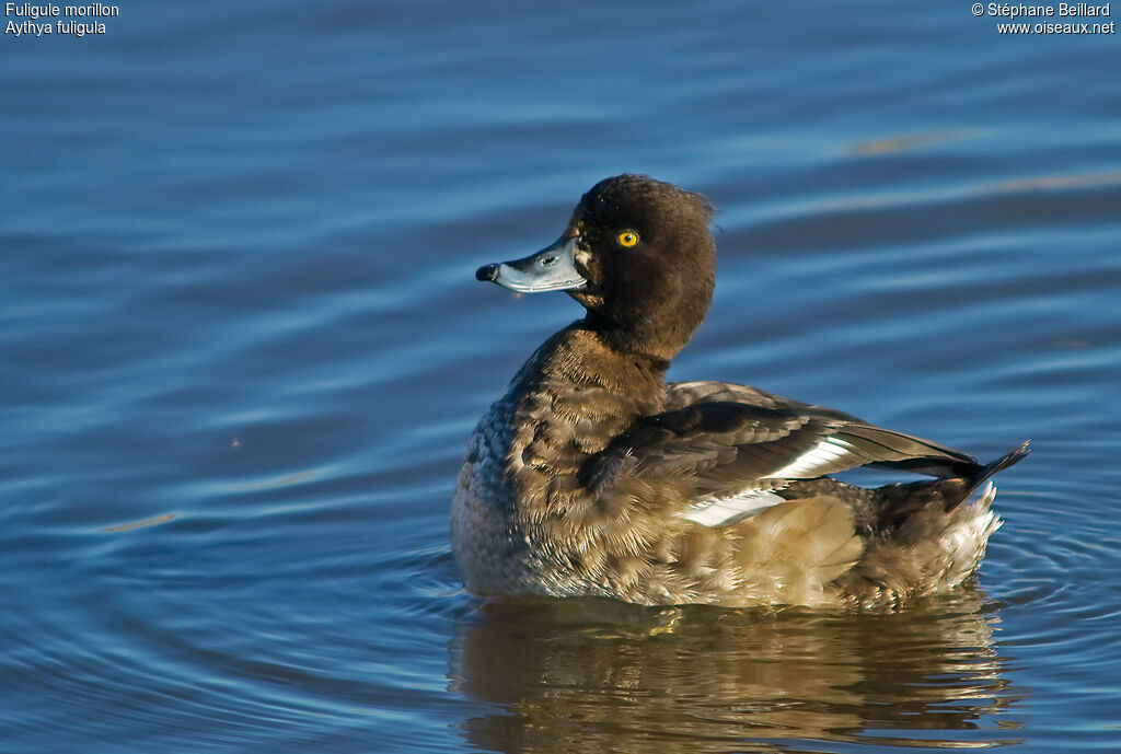 Tufted Duck