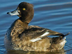 Tufted Duck