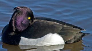 Tufted Duck