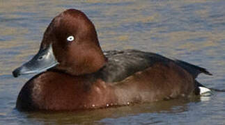 Ferruginous Duck