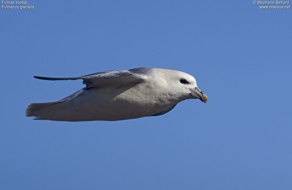 Fulmar boréaladulte