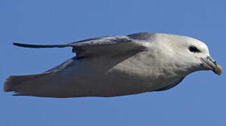 Northern Fulmar