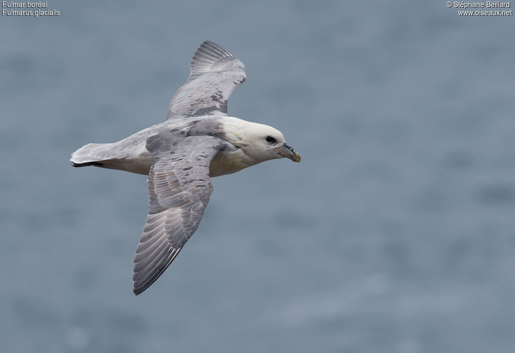 Fulmar boréaladulte