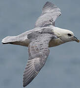 Fulmar boréal