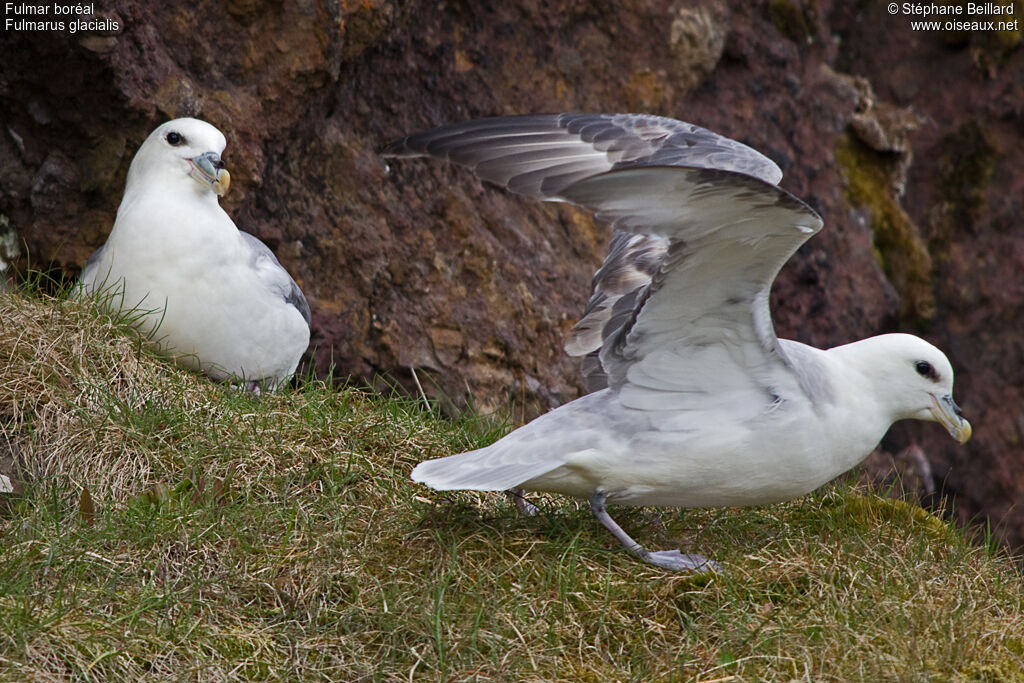 Fulmar boréal adulte