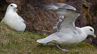 Northern Fulmar