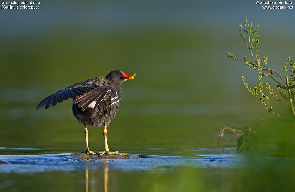 Gallinule poule-d'eau