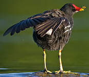 Gallinule poule-d'eau