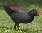 Gallinule sombre