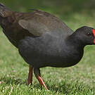 Gallinule sombre