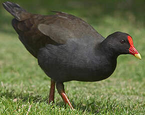 Gallinule sombre