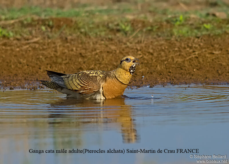 Ganga cata mâle adulte, identification