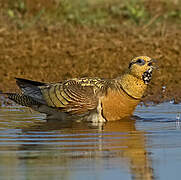 Pin-tailed Sandgrouse