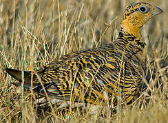 Pin-tailed Sandgrouse